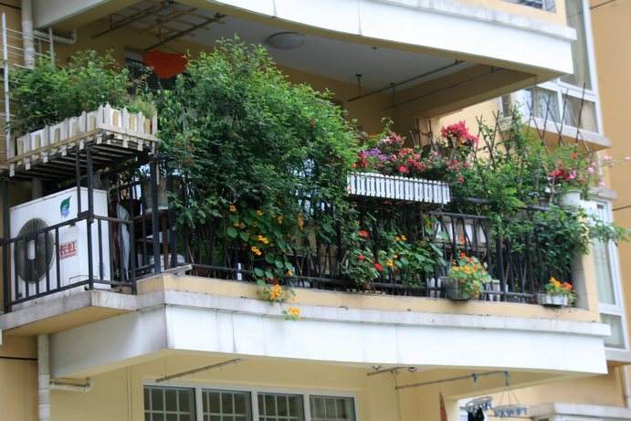 家中植物總養(yǎng)不活？是因?yàn)殛柵_朝向沒選對植物