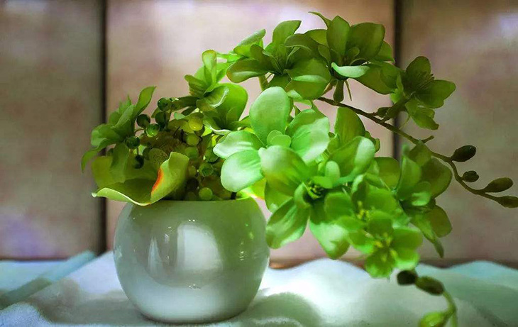 綠植去除家具異味